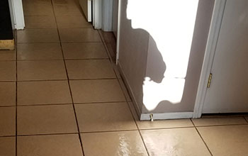 Carpet Cleaning Service in Las Vegas